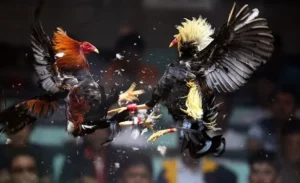 Tham Gia Đá Gà WS168 WinVN: Trải Nghiệm Kịch Tính, Thắng Lớn Ngay Hôm Nay!