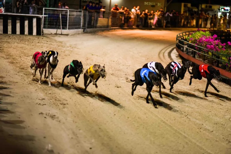 Chinh Phục Game Nhanh Đua Chó Tại WinVN Để Thắng Lớn Hôm Nay 2 Chinh Phục Game Nhanh Đua Chó Tại WinVN Để Thắng Lớn Hôm Nay