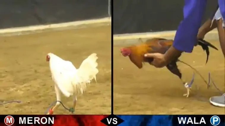 Đá Gà WinVN 1 Tham Gia Đá Gà WinVN Ngay Hôm Nay Để Trải Nghiệm Cực Hấp Dẫn