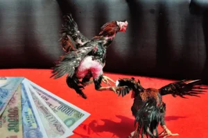 Chinh Phục Đá Gà Sabong WinVN: Cơ Hội Thắng Lớn Đang Chờ Đón Bạn!